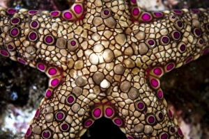 Close-up of an unidentified sea star in Indonesia Close-up of an unidentified sea star in Indonesia