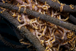 Close-up view of basket stars feeding at night Close-up view of basket stars feeding at night
