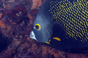 Close-up view of a French Angelfish, Key Largo, Florida Close-up view of a French Angelfish, Key Largo, Florida