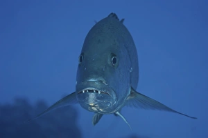 Close-up front view of a large Cubera Snapper Close-up front view of a large Cubera Snapper
