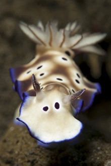 Close-up view of a Risbecia tryoni nudibranch Close-up view of a Risbecia tryoni nudibranch