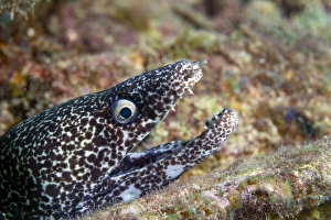 Close-up view of a Spotted Moray Eel with an open mouth, Key Largo, Florida Close-up view of a Spotted Moray Eel with an open mouth, Key Largo, Florida