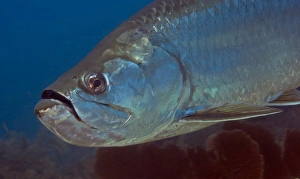Close-up view of a Tarpon off the coast of Key Largo, Florida Close-up view of a Tarpon off the coast of Key Largo, Florida