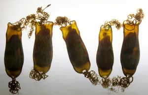 Cloudy catshark egg cases print