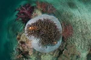Clown anemonefish in sea anemone with circular motion effect Clown anemonefish in sea anemone with circular motion effect