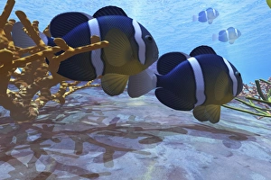 Two clownfish swim among the coral beds on an ocean reef Two clownfish swim among the coral beds on an ocean reef