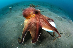 Amphioctopus Marginatus Prints: A Coconut Octopus, Lembeh Strait, Sulawesi, Indonesia
