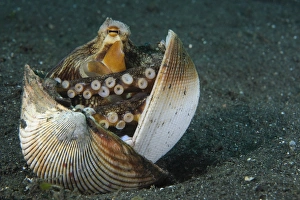 Coconut Octopus Print, Lembeh Strait, Sulawesi