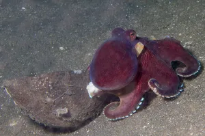 Animal Behavior In Wild Prints: Coconut octopus sits by a coconut shell