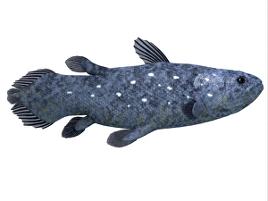 Prehistoric Sea Life Prints: Coelacanth fish against white background