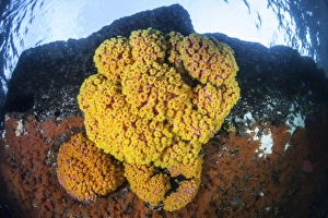 A colony of bright cup corals in Raja Ampat, Indonesia A colony of bright cup corals in Raja Ampat, Indonesia