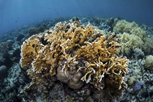 A colony of fire coral grows near Alor, Indonesia A colony of fire coral grows near Alor, Indonesia