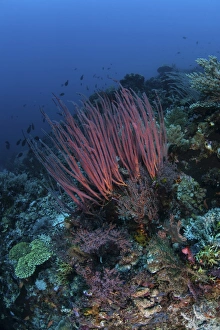 A colony of sea whips grows on a coral reef in Indonesia A colony of sea whips grows on a coral reef in Indonesia