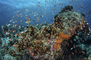 Colorful anthias swim above corals in Komodo National Park, Indonesia Colorful anthias swim above corals in Komodo National Park, Indonesia