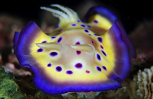 The colorful Chromodoris kuniei on a West Papuan reef The colorful Chromodoris kuniei on a West Papuan reef
