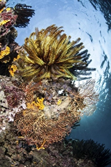 A colorful coral reef grows in the Solomon Islands A colorful coral reef grows in the Solomon Islands