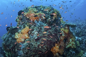 A colorful, healthy coral reef thrives in Indonesia A colorful, healthy coral reef thrives in Indonesia