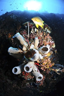 Colorful reef with grey tube sponges and golden damselfish Colorful reef with grey tube sponges and golden damselfish