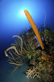 Colorful reef scene with bright orange tube sponge and soft coral Colorful reef scene with bright orange tube sponge and soft coral