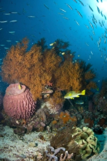 Colorful reef scene with coral and fish, Komodo, Indonesia Colorful reef scene with coral and fish, Komodo, Indonesia