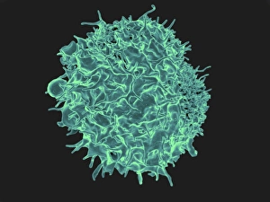 Colorized Scanning Electron Micrograph Print of a T Lymphocyte