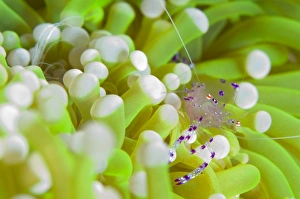 Commensal shrimp on green anemone, Papua New Guinea Commensal shrimp on green anemone, Papua New Guinea