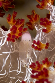 Commensal Shrimp on soft coral in Raja Ampat, Indonesia Commensal Shrimp on soft coral in Raja Ampat, Indonesia