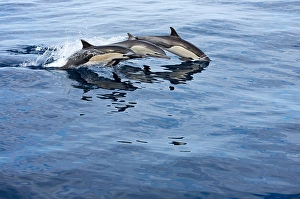 Pacific Ocean Dolphins Prints: Three common dolphin, Delphinus delphis