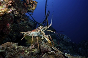 A common spiny lobster backs his way into the protection of the reef A common spiny lobster backs his way into the protection of the reef