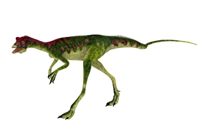 Bipedal Dinosaur Art Prints: Compsognathus dinosaur walking
