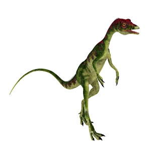 Prehistoric Creature Prints: Compsognathus dinosaur walking upright