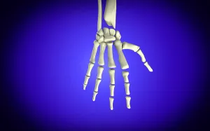 Human Bone Anatomy Prints: Conceptual image of bones in human hand