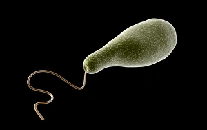 Euglena Conceptual Print