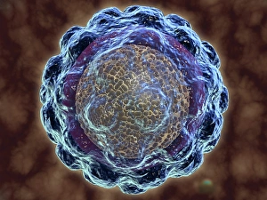 Conceptual image of hepatitis virus Conceptual image of hepatitis virus