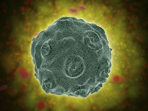 Conceptual image of the Human Papilloma Virus Conceptual image of the Human Papilloma Virus