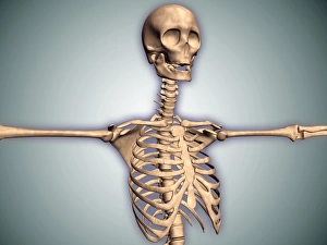 Conceptual image of human rib cage and spinal cord with skull Conceptual image of human rib cage and spinal cord with skull