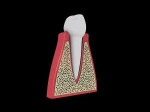Human Tooth Anatomy Prints: Conceptual image of human tooth
