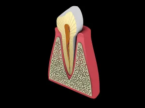 Human Tooth Anatomy Prints: Conceptual image of human tooth