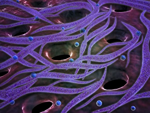 Conceptual image of Lactobacillus acidophilus Conceptual image of Lactobacillus acidophilus