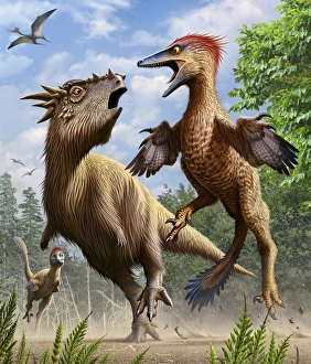 Confrontation between Pectinodon bakkeri and a Stygimoloch Confrontation between Pectinodon bakkeri and a Stygimoloch