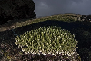 A coral colony grows in shallow water in the Solomon Islands A coral colony grows in shallow water in the Solomon Islands