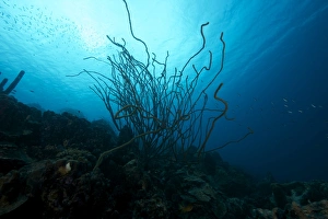 Coral Reef scene, Bonaire, Caribbean Netherlands Coral Reef scene, Bonaire, Caribbean Netherlands