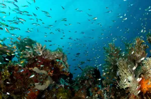 Animal Themes In Nature Prints: Corals and fish in the Philippines