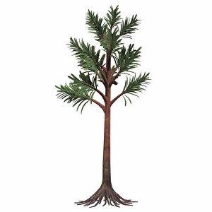 <b class=qtipBold><figcaption>Cordaites plant on white background</figcaption></b><br>Cordaites plant on white background. Cordaites are considered the ancestors of conifers. They were plants with an arboreal shape. They could grow very high and lived during the Permian Age.<br><em>© Corey Ford/Stocktrek Images</em> Cordaites plant on white background