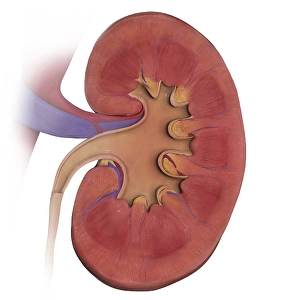 Kidney Anatomy Prints: Coronal section of left kidney