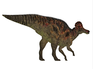 Cretaceous Era Dinosaurs Prints: Corythosaurus dinosaur, white background