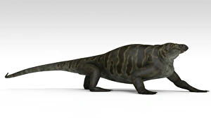 Cotylorhynchus, a large synapsid of the Early Permian period Cotylorhynchus, a large synapsid of the Early Permian period
