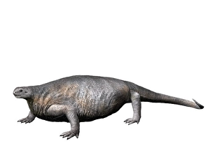 Prehistoric Wildlife Art Prints: Cotylorhynchus romeri, Synapsida