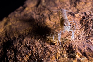 Freshwater Crustaceans Prints: Crawfish found in an Oklahoma cave