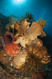 Crinoids adorn large sponges under Siladen Jetty, Indonesia Crinoids adorn large sponges under Siladen Jetty, Indonesia